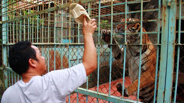 Ферма по разведению тигров во Вьетнаме 
