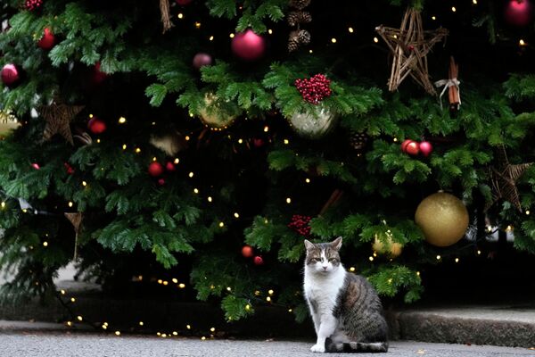 Кот Ларри сидит у рождественской елки на Даунинг-стрит, Лондон