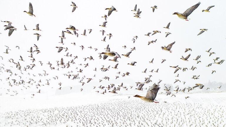 Снимок Winter Migration норвежского фотографа Terje Kolaas, победивший в конкурсе Nature Photographer of the Year 2021