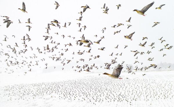 Снимок Winter Migration норвежского фотографа Terje Kolaas, победивший в конкурсе Nature Photographer of the Year 2021