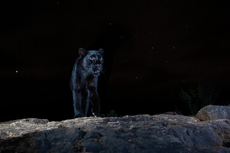 Снимок Black leopard британского фотографа William Burrard-Lucas, победивший в категории Animals portraits в конкурсе Nature Photographer of the Year 2021 