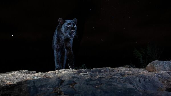 Снимок Black leopard британского фотографа William Burrard-Lucas, победивший в категории Animals portraits в конкурсе Nature Photographer of the Year 2021 