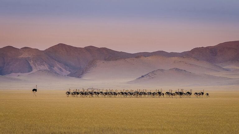 Снимок Ostrich kindergarten польского фотографа Tomasz Szpila в категории Birds в конкурсе Nature Photographer of the Year 2021 