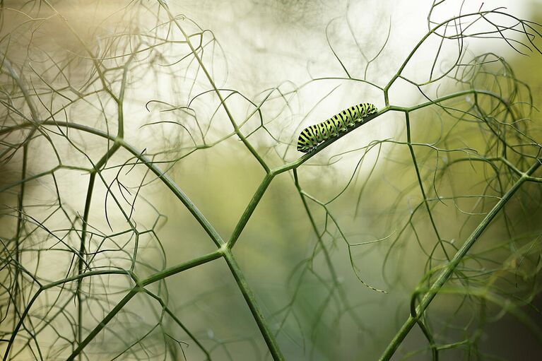 Снимок Walking among fennels испанского фотографа Ruben Perez Novo, победивший в категории Other Animals в конкурсе Nature Photographer of the Year 2021 