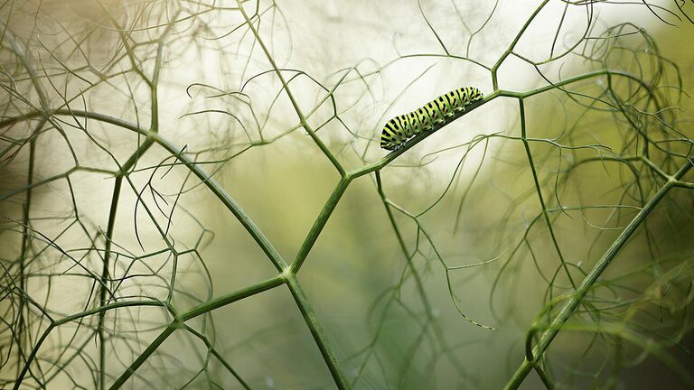 Снимок Walking among fennels испанского фотографа Ruben Perez Novo, победивший в категории Other Animals в конкурсе Nature Photographer of the Year 2021 