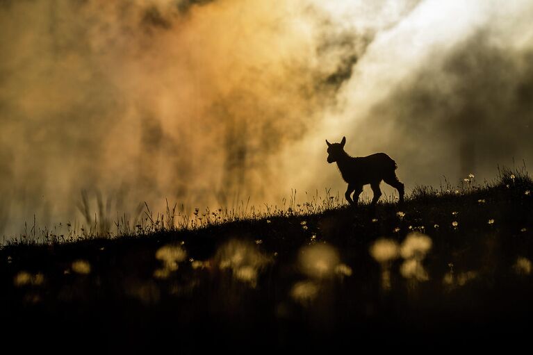 Снимок Beautiful world швейцарского фотографа Levi Fitze , победивший в категории Youth в конкурсе Nature Photographer of the Year 2021 