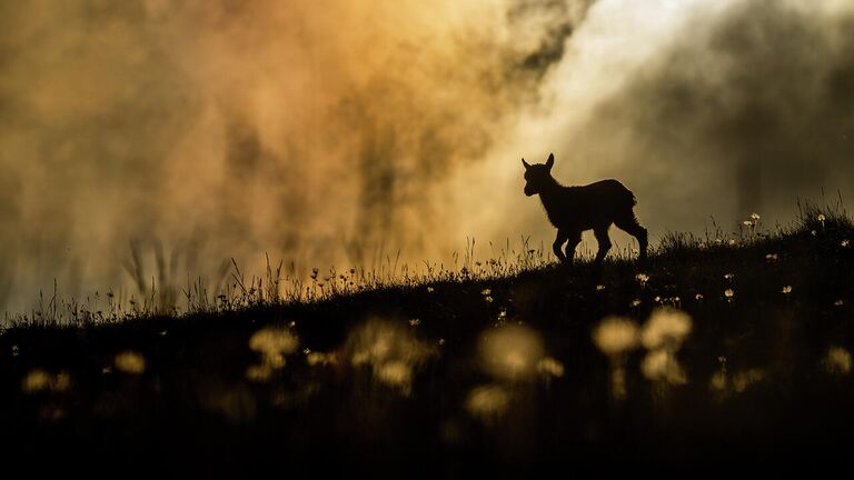 Снимок Beautiful world швейцарского фотографа Levi Fitze , победивший в категории Youth в конкурсе Nature Photographer of the Year 2021 