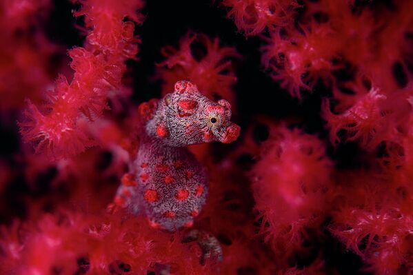Снимок Red in red немецкого фотографа Georg Nies, победивший в категории Underwater в конкурсе Nature Photographer of the Year 2021  