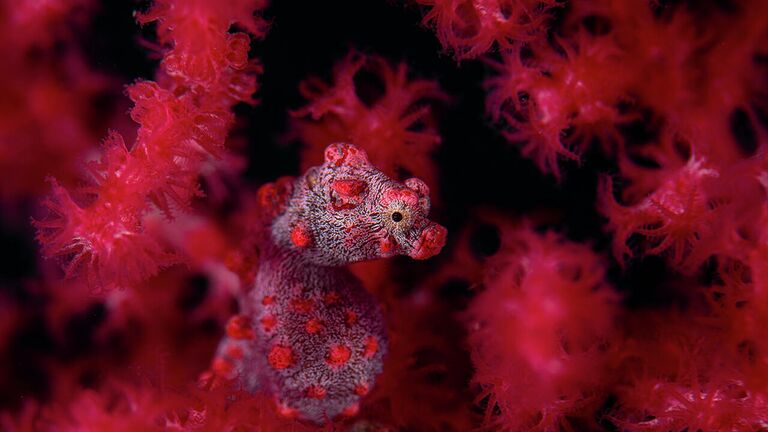 Снимок Red in red немецкого фотографа Georg Nies, победивший в категории Underwater в конкурсе Nature Photographer of the Year 2021  