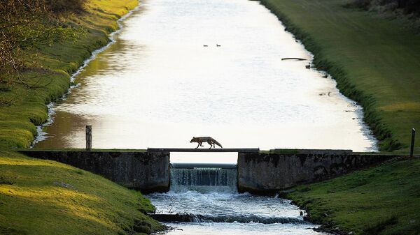 Снимок Fox crossing the bridge нидерландского фотографа Andius Teijgeler, победивший в категории Nature of De Lage Landen в конкурсе Nature Photographer of the Year 2021 