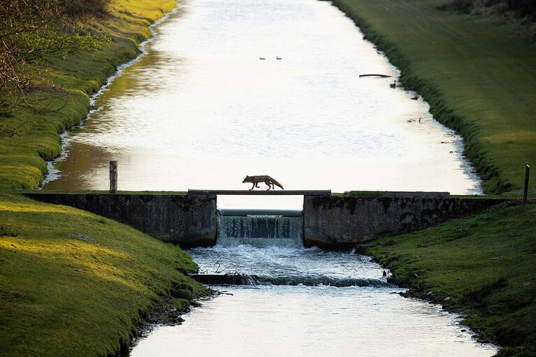 Снимок Fox crossing the bridge нидерландского фотографа Andius Teijgeler, победивший в категории Nature of De Lage Landen в конкурсе Nature Photographer of the Year 2021 