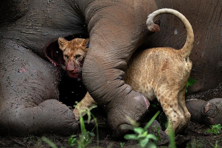 Снимок Last Embrace израильского фотографа Roie Galitz, занявший второе место в категории Animals portraits в конкурсе Nature Photographer of the Year 2021 