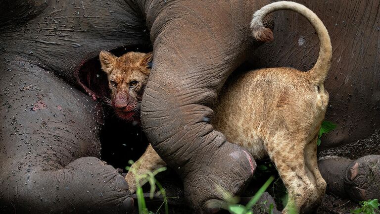 Снимок Last Embrace израильского фотографа Roie Galitz, занявший второе место в категории Animals portraits в конкурсе Nature Photographer of the Year 2021 