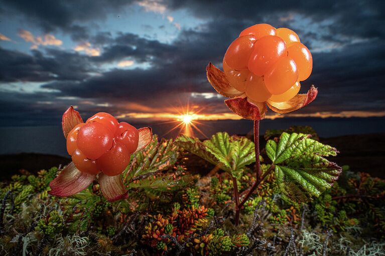 Снимок Natures eatable Arctic gould норвежского фотографа Audun Rikardsen, занявший второе место в категории Plants and fungi в конкурсе Nature Photographer of the Year 2021 