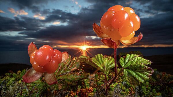 Снимок Natures eatable Arctic gould норвежского фотографа Audun Rikardsen, занявший второе место в категории Plants and fungi в конкурсе Nature Photographer of the Year 2021 