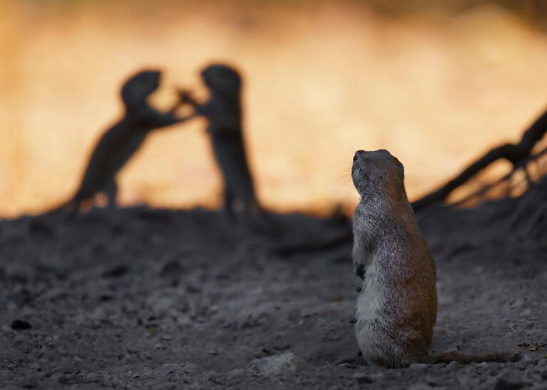 Снимок Emotional range американского фотографа Lea Lee Inoue, победивший в категории Fred Hazelhoff Portfolio Award в конкурсе Nature Photographer of the Year 2021 