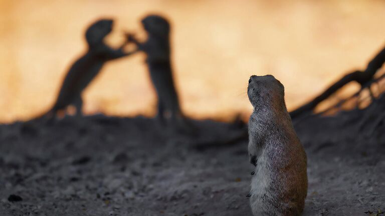 Снимок Emotional range американского фотографа Lea Lee Inoue, победивший в категории Fred Hazelhoff Portfolio Award в конкурсе Nature Photographer of the Year 2021 