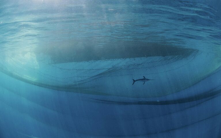 Снимок The king of the ocean испанского фотографа Javier Murcia, победивший в категории Humans & Nature в конкурсе Nature Photographer of the Year 2021 