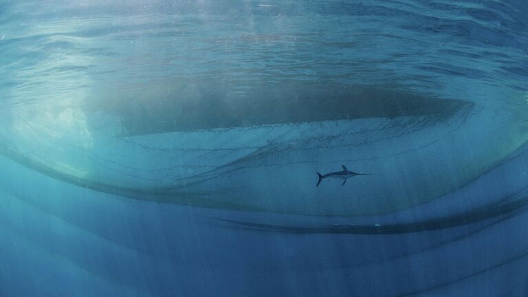 Снимок The king of the ocean испанского фотографа Javier Murcia, победивший в категории Humans & Nature в конкурсе Nature Photographer of the Year 2021 