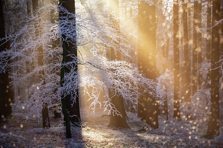 Снимок Heat of Hoar австрийского фотографа Rupert Kogler, победивший в категории Plants and fungi в конкурсе Nature Photographer of the Year 2021 