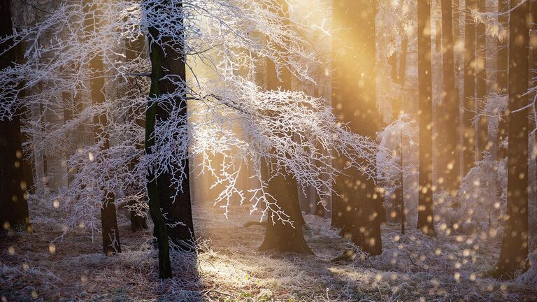 Снимок Heat of Hoar австрийского фотографа Rupert Kogler, победивший в категории Plants and fungi в конкурсе Nature Photographer of the Year 2021 