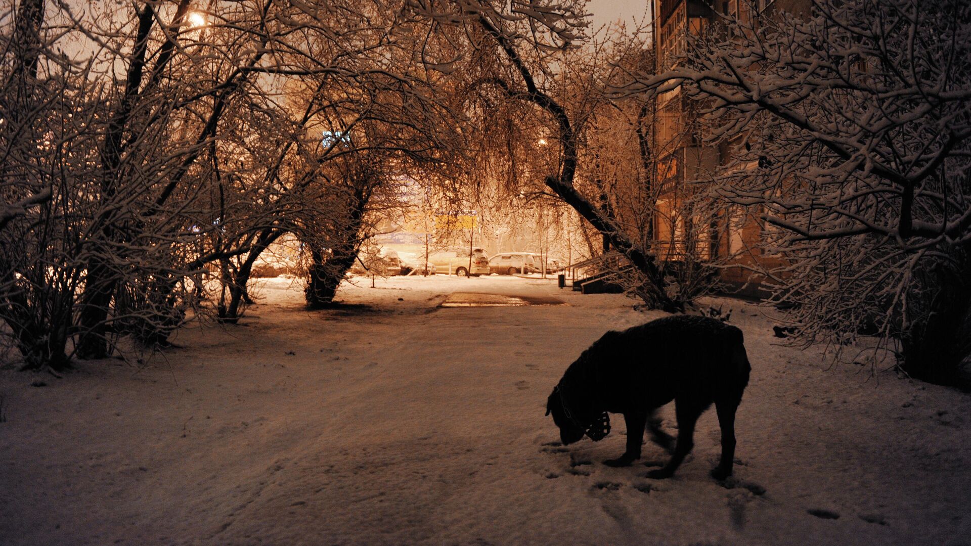 Собака на одной из улиц города - РИА Новости, 1920, 20.12.2021