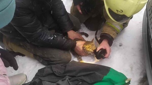 Пожарные спасли кота при тушении возгорания в гараже Томска