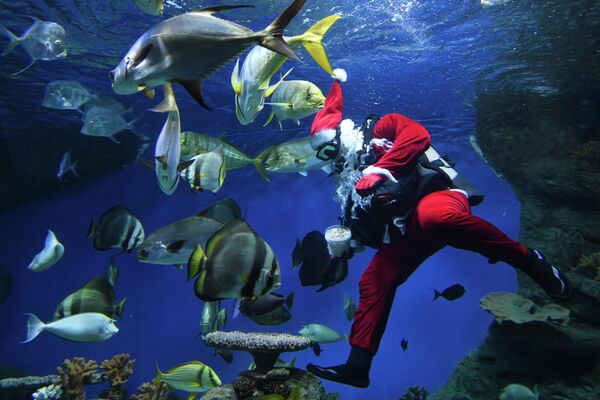 Дайвер в костюме Санта Клауса кормит рыб в аквариуме Центра океанографии и морской биологии Дельфиния в Новосибирске