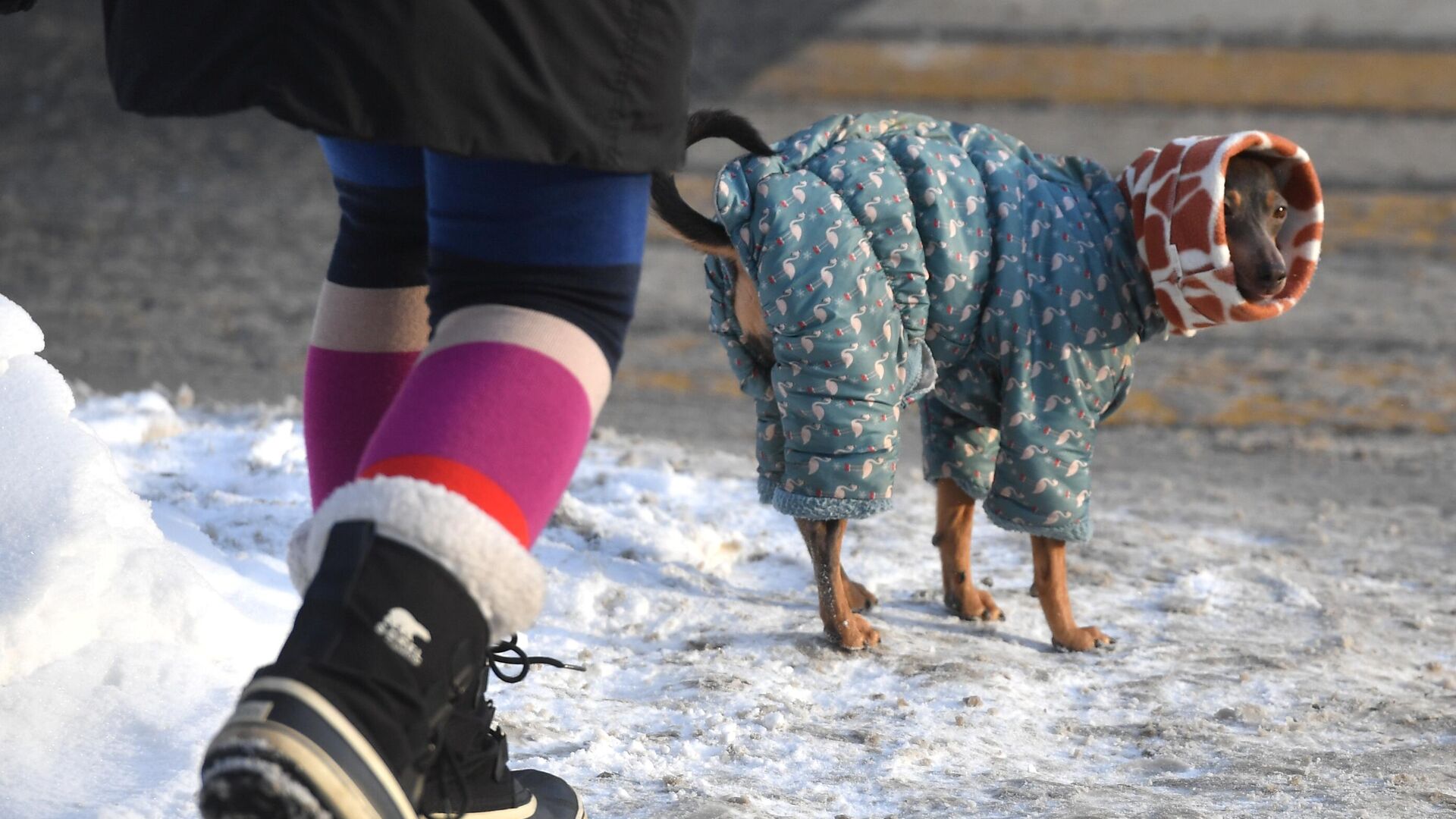 Человек с собакой на улице в Москве - РИА Новости, 1920, 21.12.2025