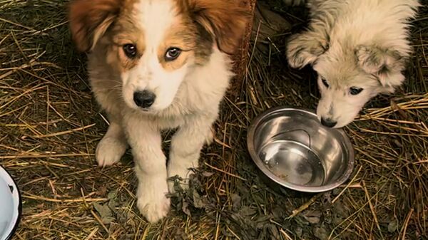 Пережить бы зиму: калужский приют для собак остался без газа