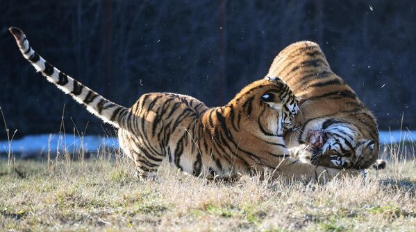 Тигры в сафари-парке Тайган в Крыму