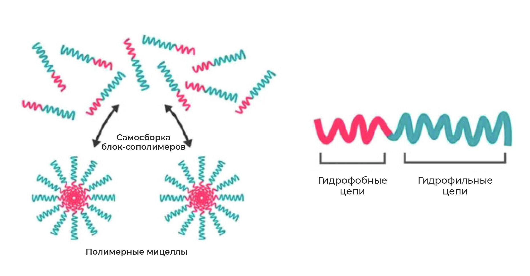 Полимерные мицеллы - РИА Новости, 1920, 24.12.2021