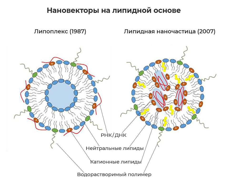 Нановекторы на липидной основе. (Источник иллюстрации: Guevara M.L., Persano F., Persano S. Advances in Lipid Nanoparticles for mRNA-Based Cancer Immunotherapy, Frontiers in Chemistry, 2020, 8, 589959  doi: 10.3389/fchem.2020.589959) - РИА Новости, 1920, 24.12.2021