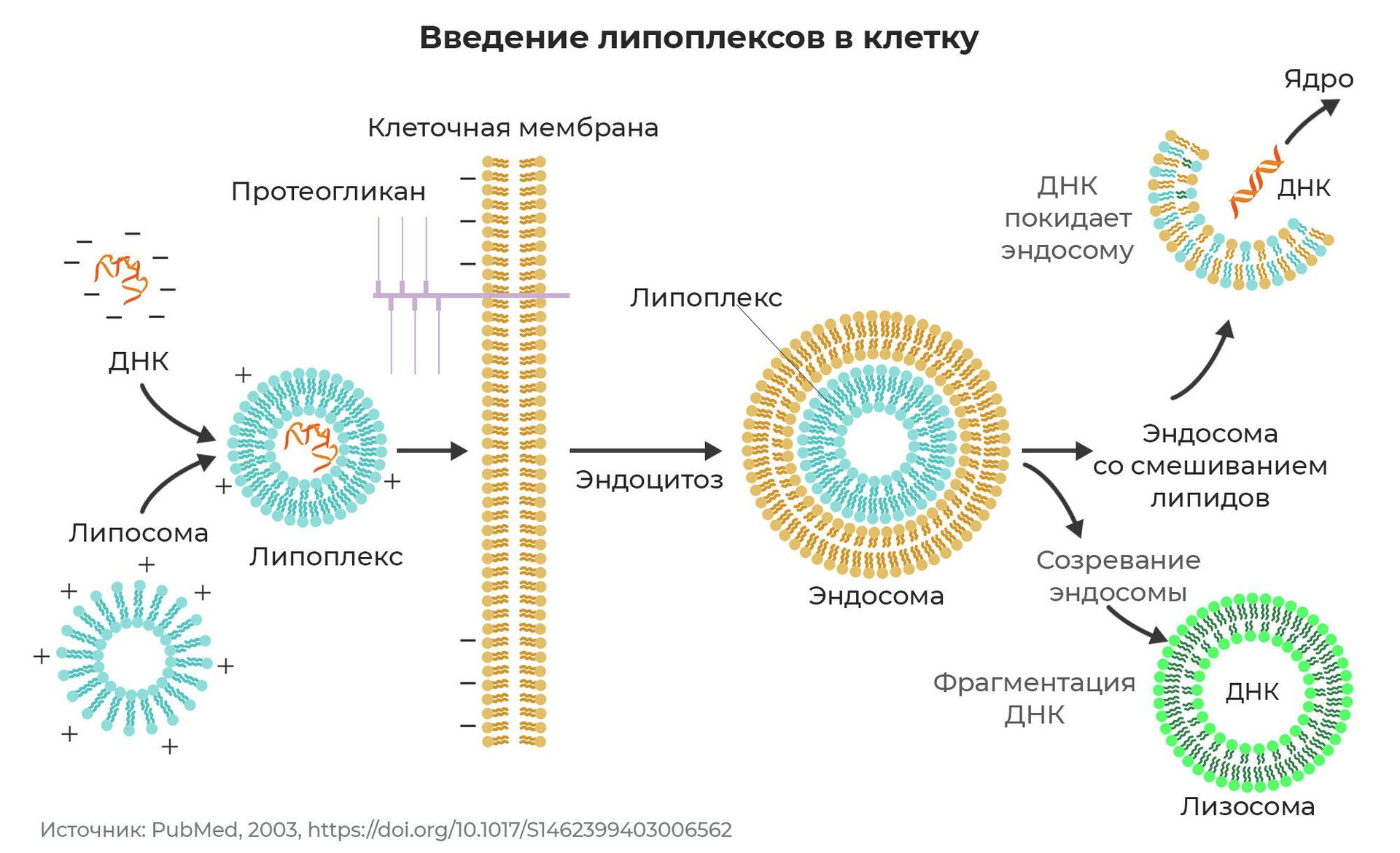 Введение липоплексов в клетку - РИА Новости, 1920, 24.12.2021