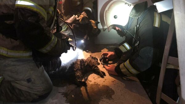 Огнеборцы пожарно-спасательных частей Волгограда спасли кошку при пожаре в Советском районе 