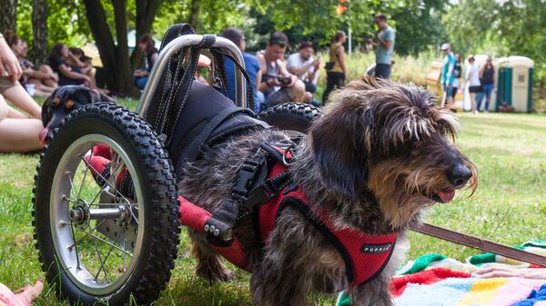 Собака породы такса на на инвалидной коляске для животных
