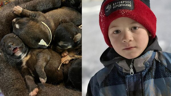 Маленький герой, или История спасения щенков из ледяной ловушки
