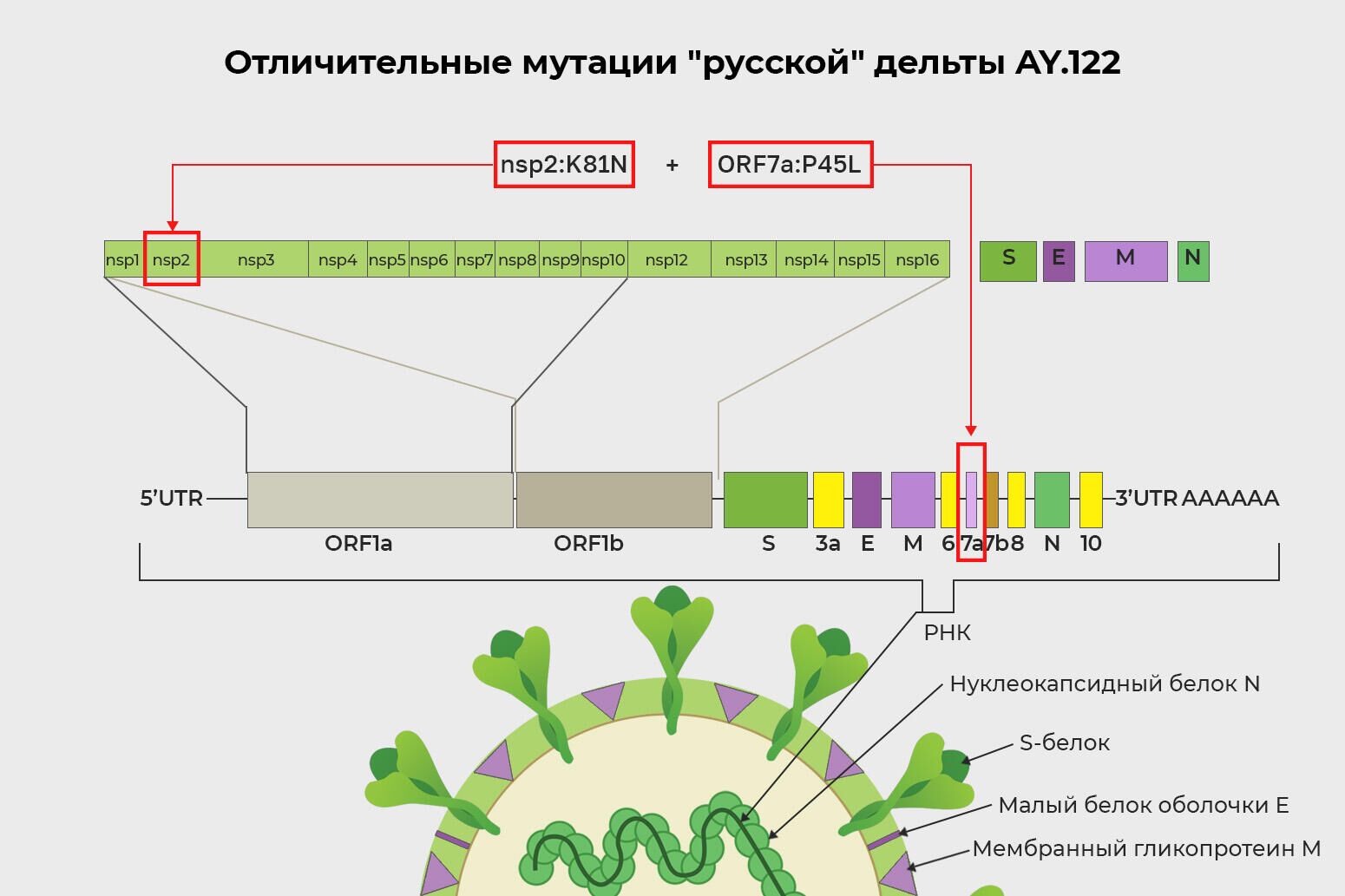 Отличительные мутации русской дельты AY.122 - РИА Новости, 1920, 28.12.2021