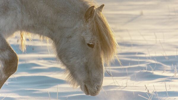 Лошадь пасется на поле в селе Хатассы в Якутске