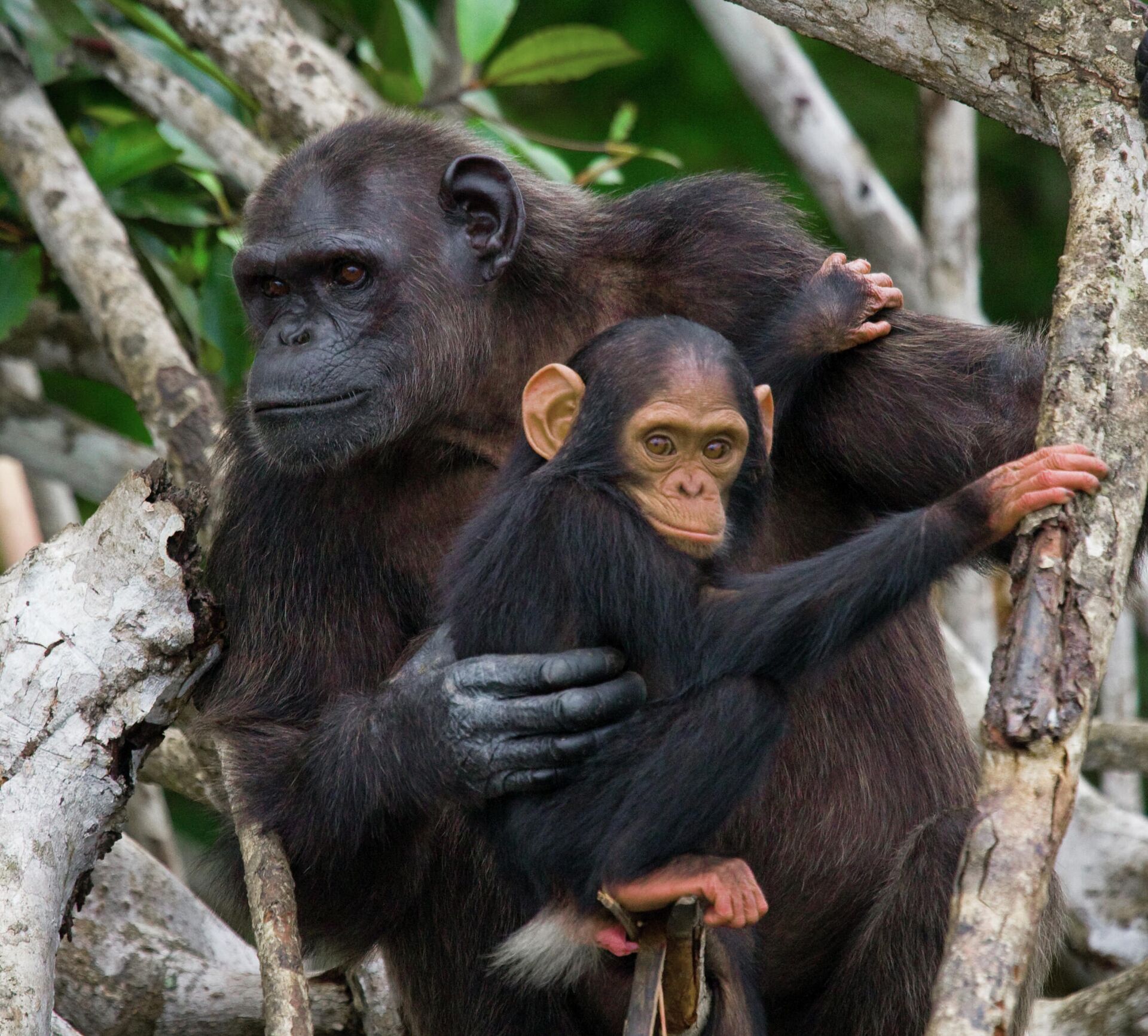 Самка шимпанзе с детенышем в национальном парке в Конго - РИА Новости, 1920, 29.12.2021