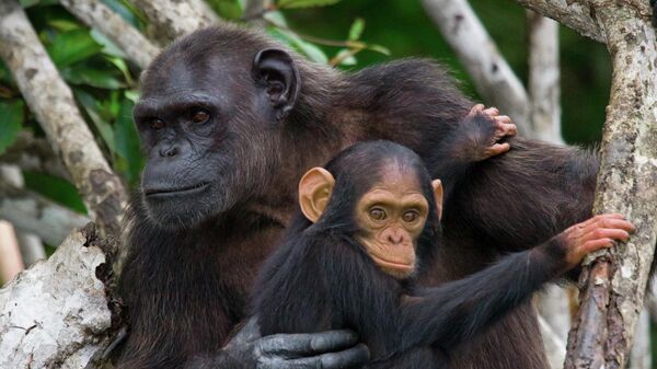Самка шимпанзе с детенышем в национальном парке в Конго