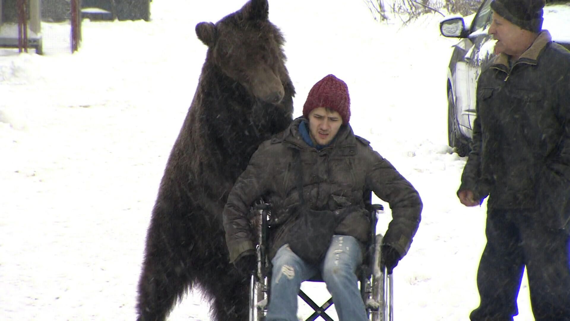 Медведь везет инвалидную коляску с дрессировщиком - РИА Новости, 1920, 12.01.2022