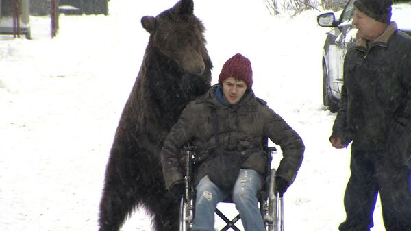 Медведь везет инвалидную коляску с дрессировщиком