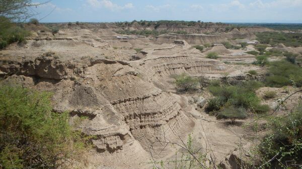 Вулканические туфы формации Омо-Кибиш на юго-западе Эфиопии, где были найдены останки