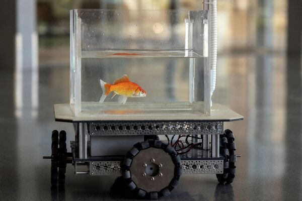 Золотая рыбка управляет аквариумом на колесах в рамках эксперимента ученых из Израиля 