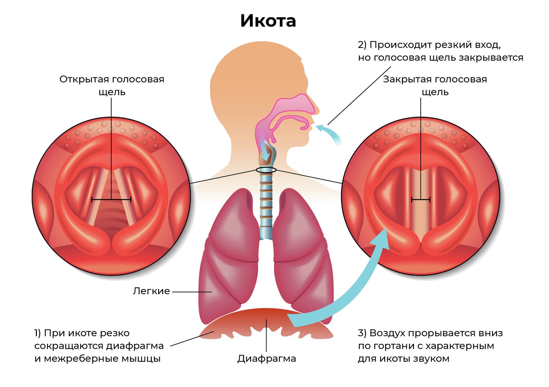 Икота - РИА Новости, 1920, 13.01.2022