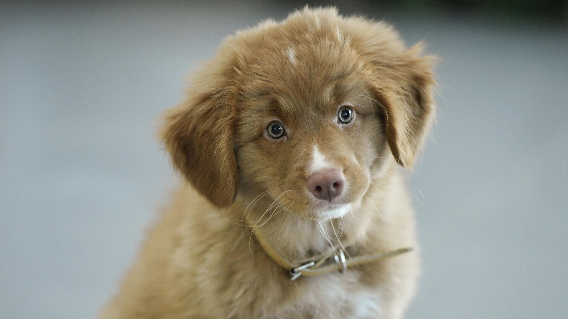 Щенок Щенок - РИА Новости, 1920, 07.09.2025