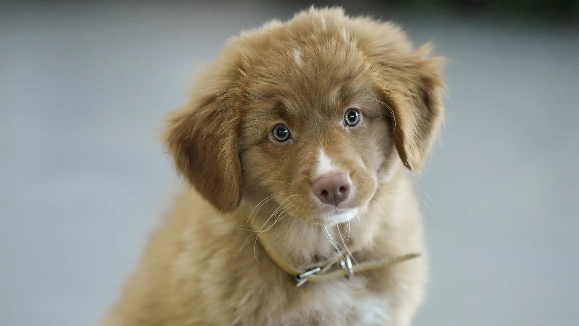 Puppy - Ria Novosti, 1920, 07/07/2025