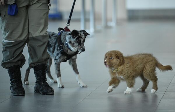 Двухмесячный щенок новошотландского ретривера по имени Руби начал работу в кинологическом подразделении службы безопасности международного аэропорта Симферополя