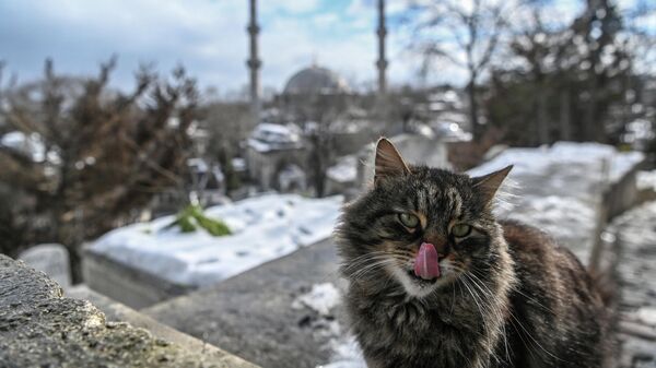 Кот в историческом центре Стамбула 